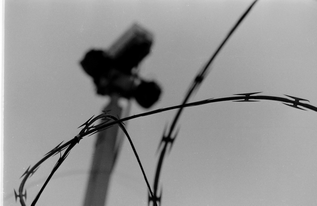 Picture entitled Bouquet Of Barbed Wire from the Wapping Dispute